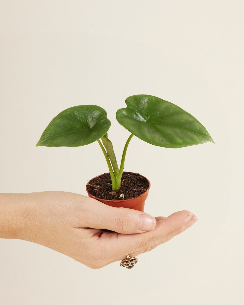 Bébé Alocasia Oreille d'éléphant Lukiwan