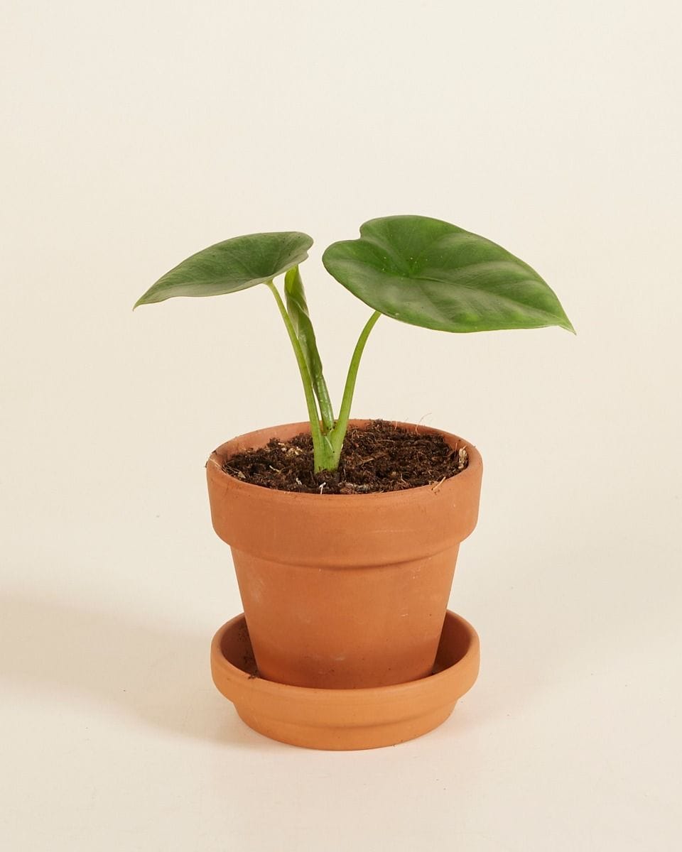Bébé Alocasia Oreille d'éléphant Lukiwan