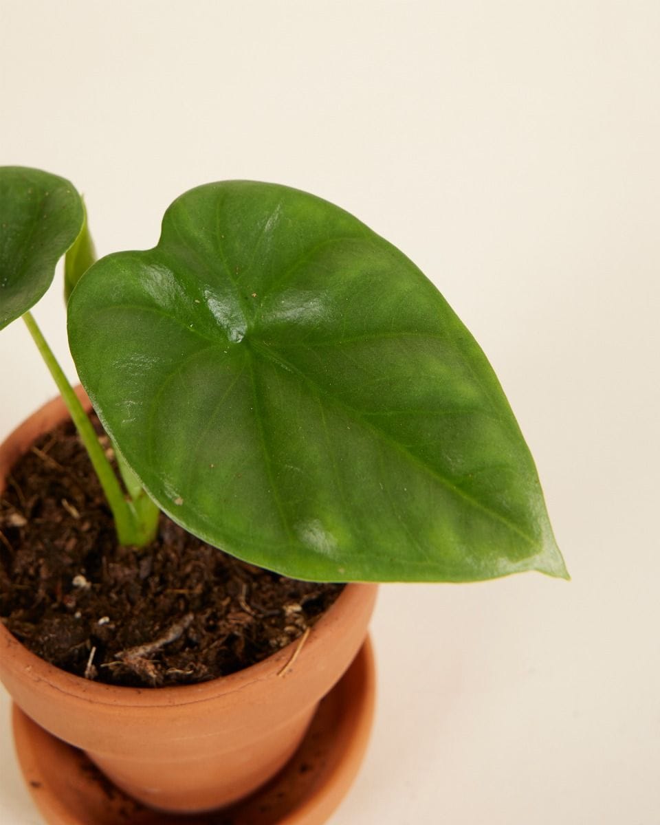Bébé Alocasia Oreille d'éléphant Lukiwan
