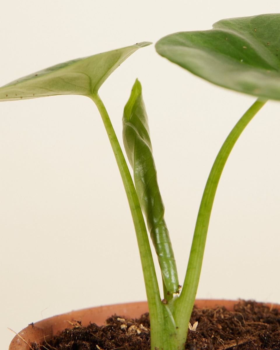 Bébé Alocasia Oreille d'éléphant Lukiwan
