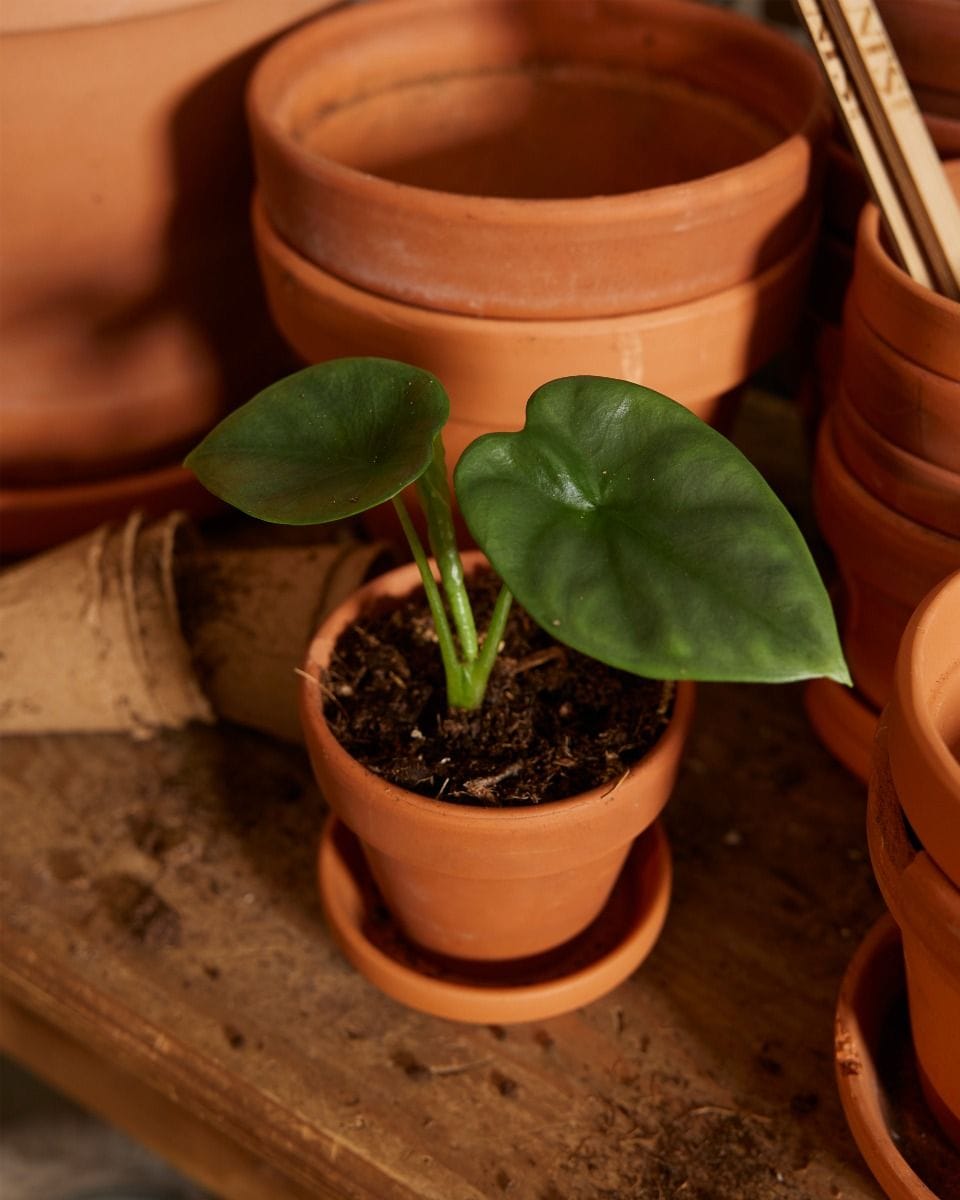 Bébé Alocasia Oreille d'éléphant Lukiwan