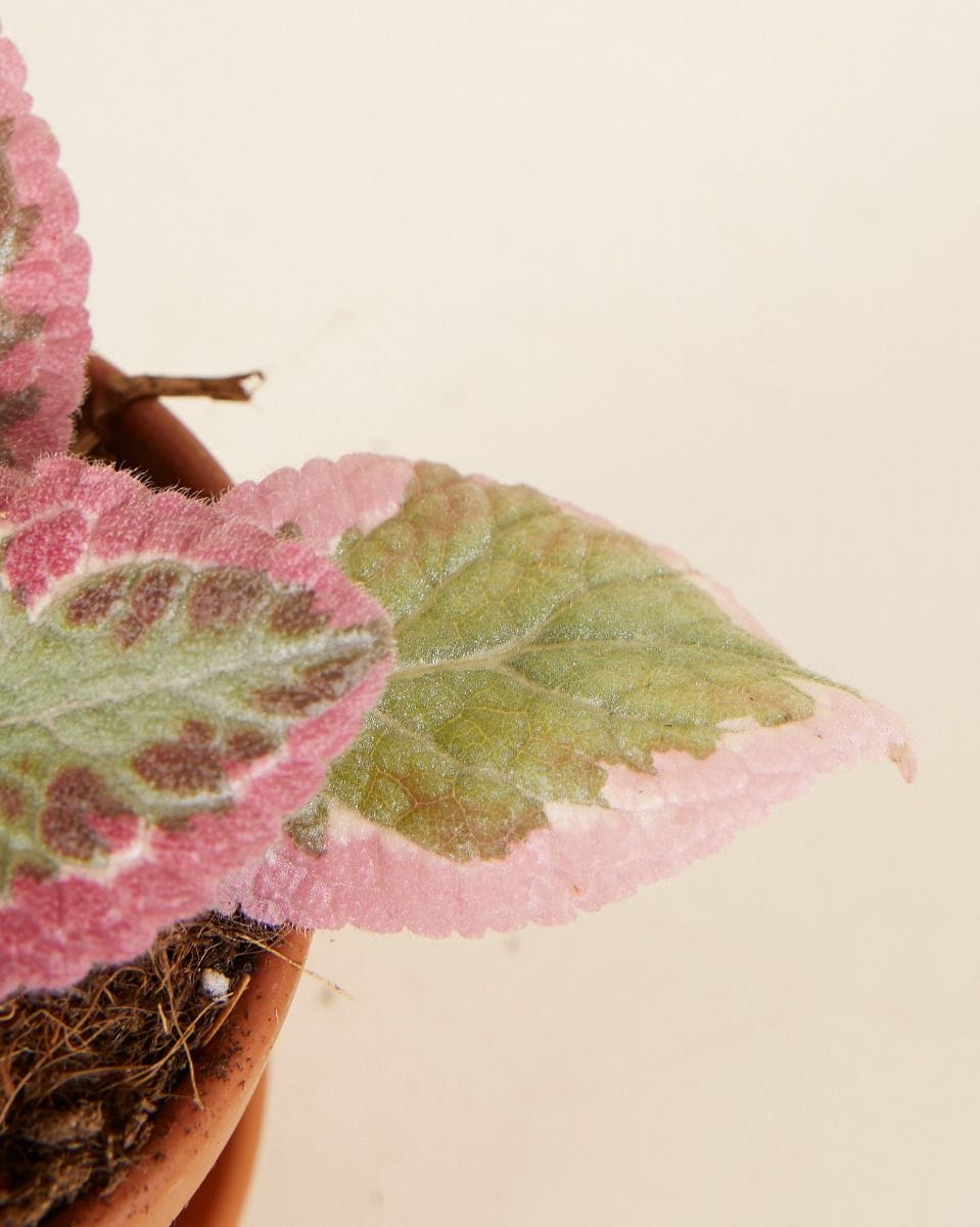 Baby Episcia Pink Brocade