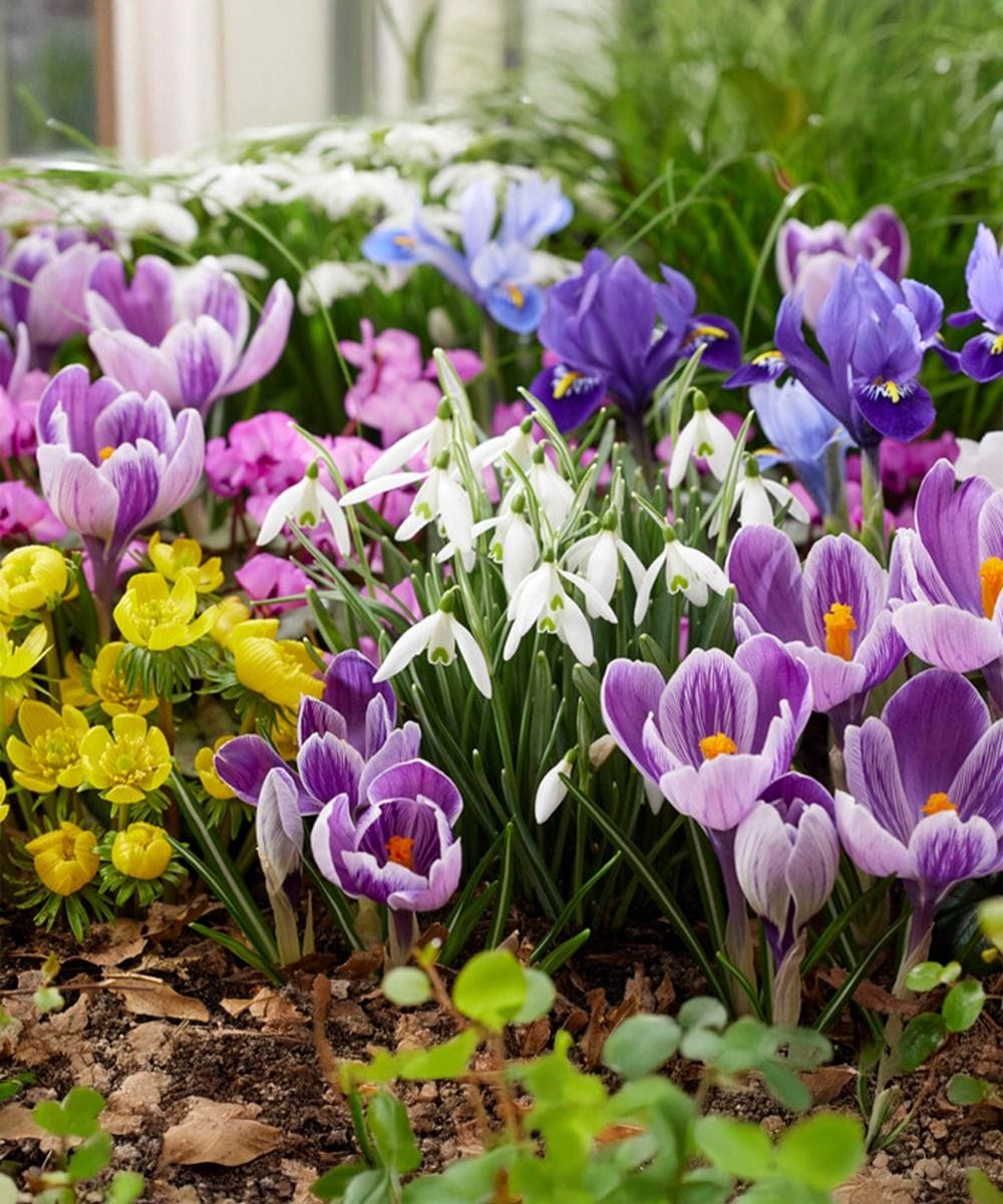 Bebé Flower bulbs Flower bulbs - Butterfly 6 Month's Food