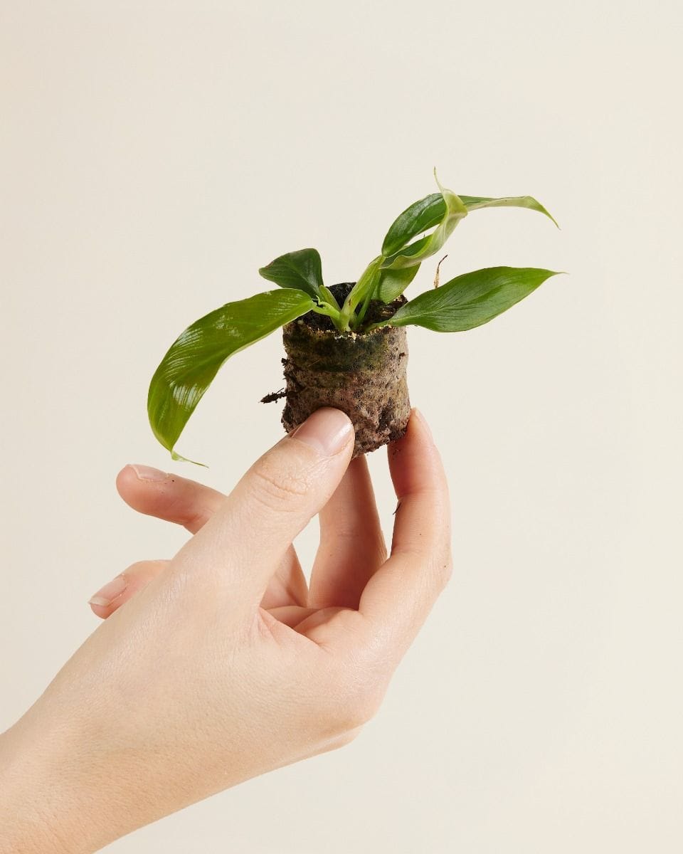 Bebé Philodendron Patriciae