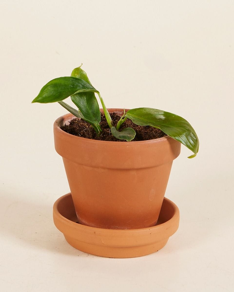 Bebé Philodendron Patriciae