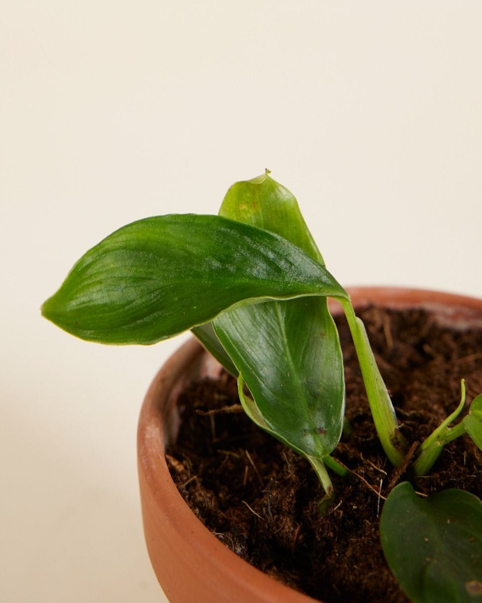 Bebé Philodendron Patriciae