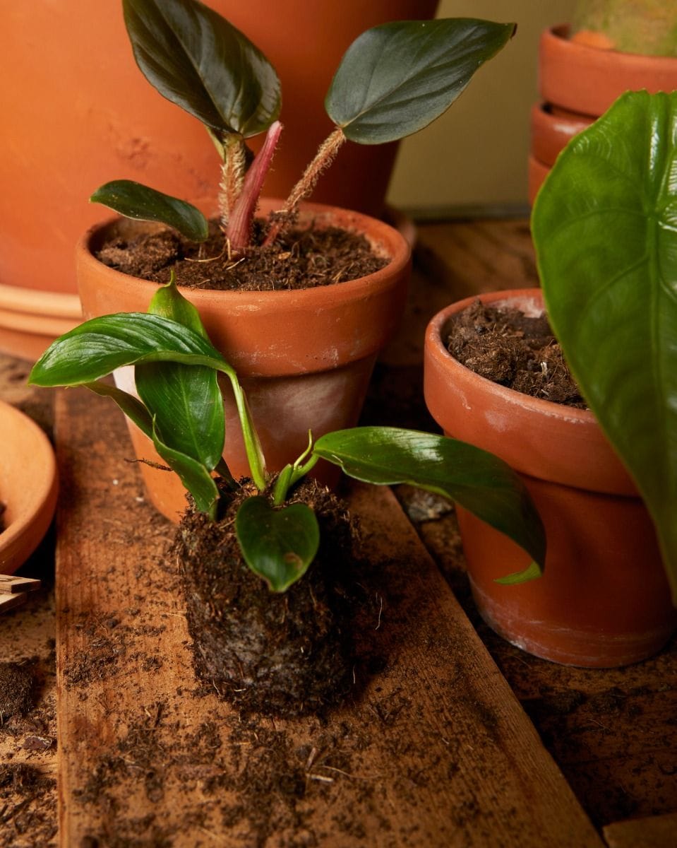 Bebé Philodendron Patriciae