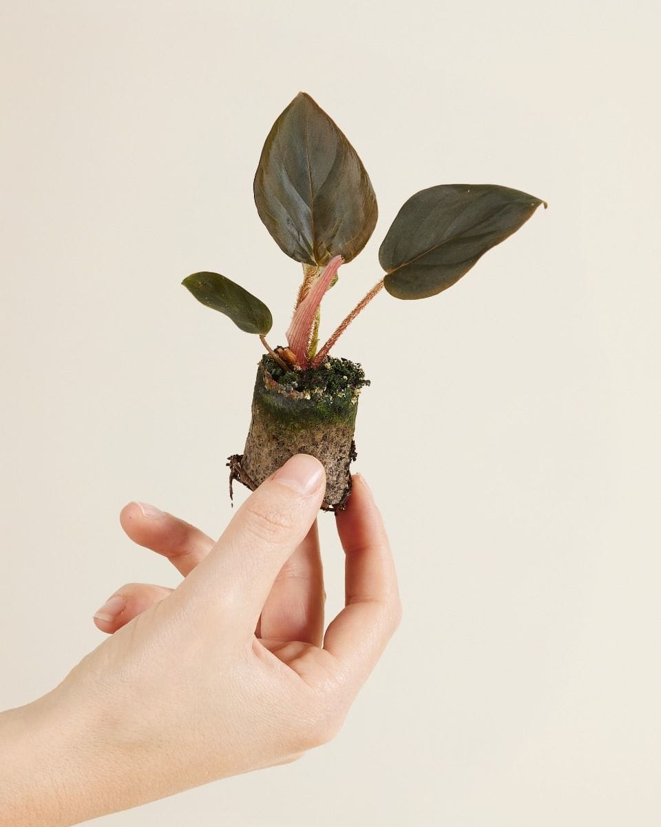 Baby Philodendron Squamicaule Red