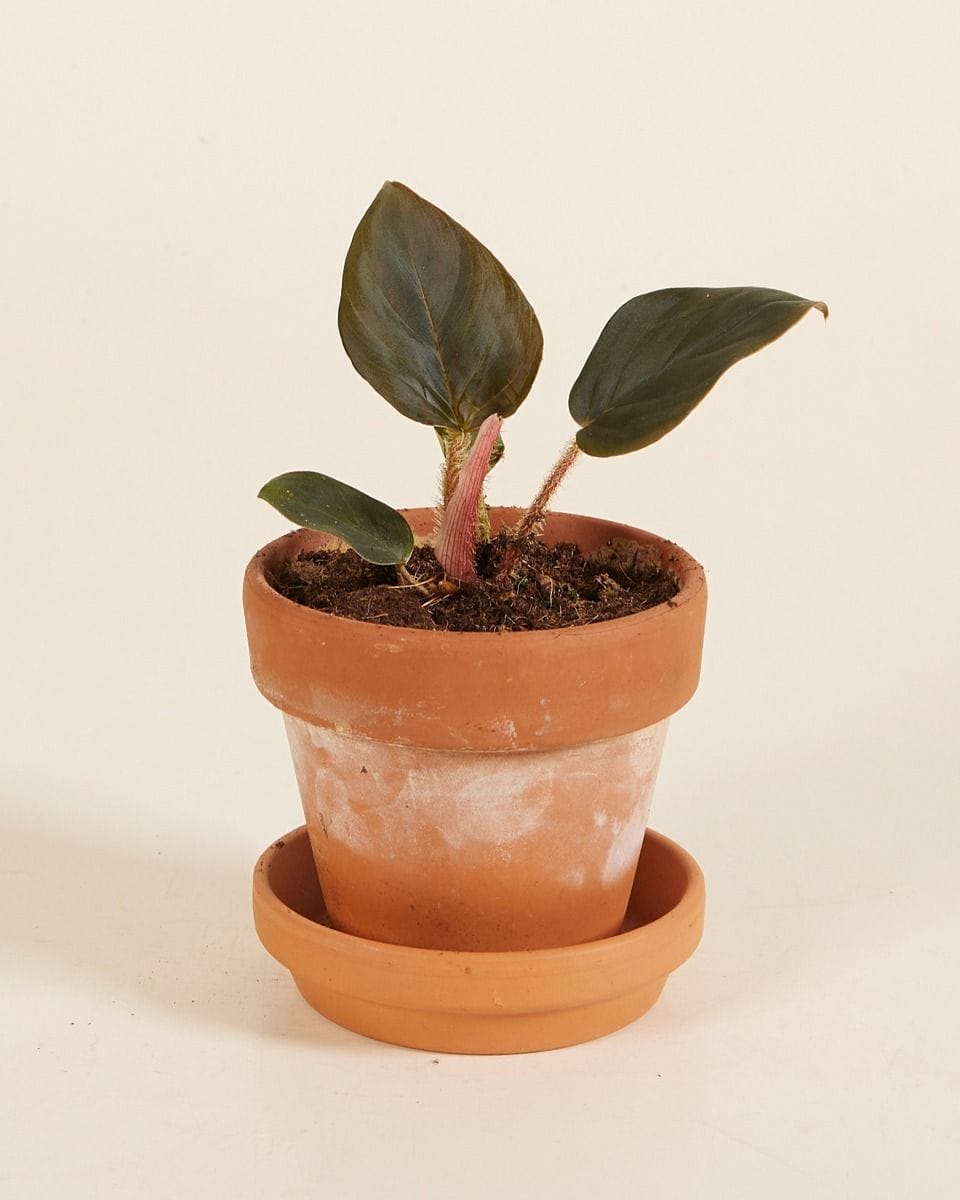 Baby Philodendron Squamicaule Red