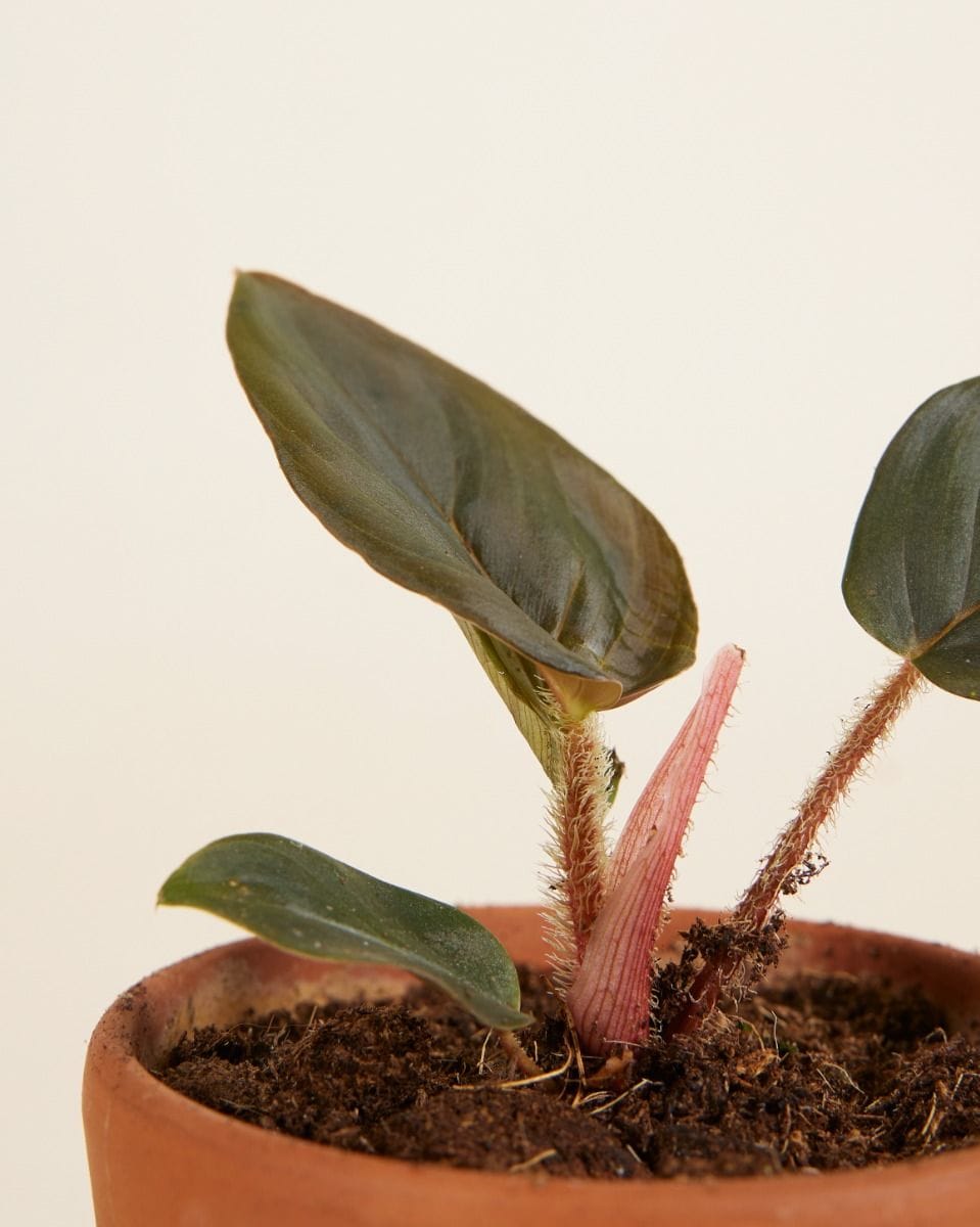 Baby Philodendron Squamicaule Red