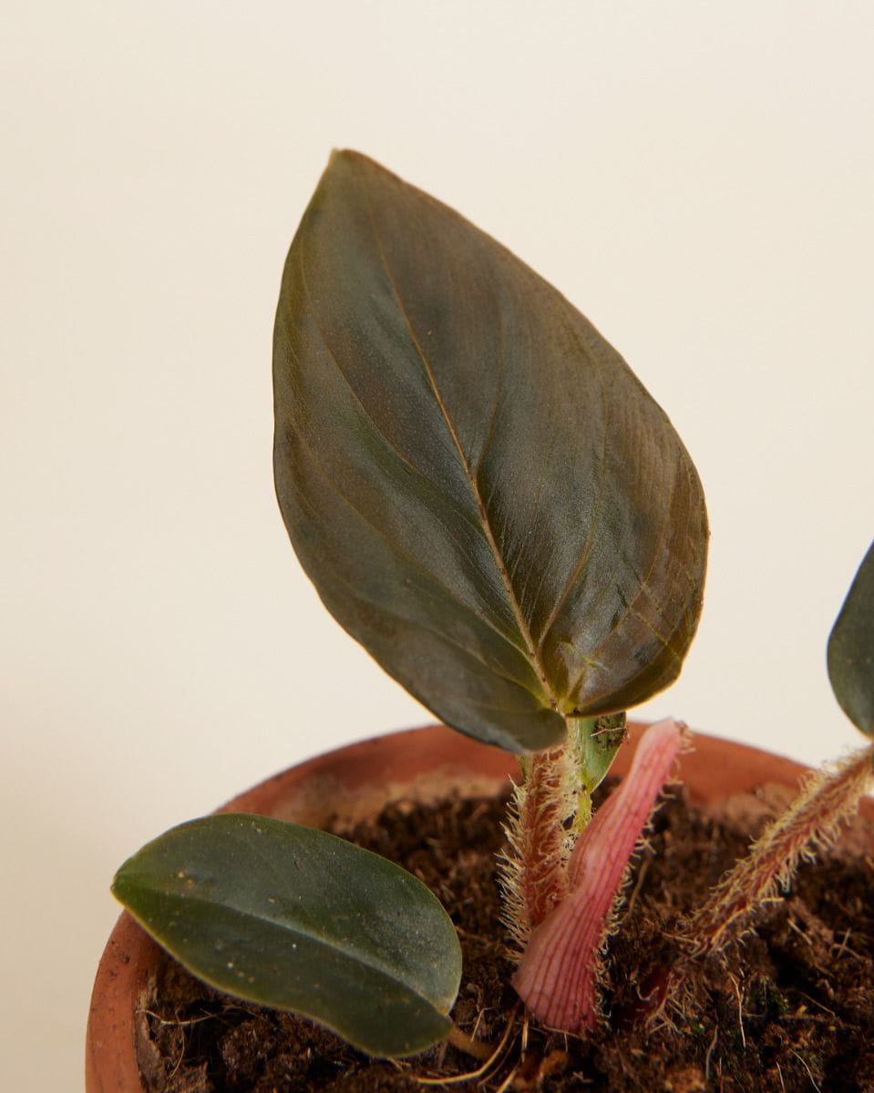 Baby Philodendron Squamicaule Red