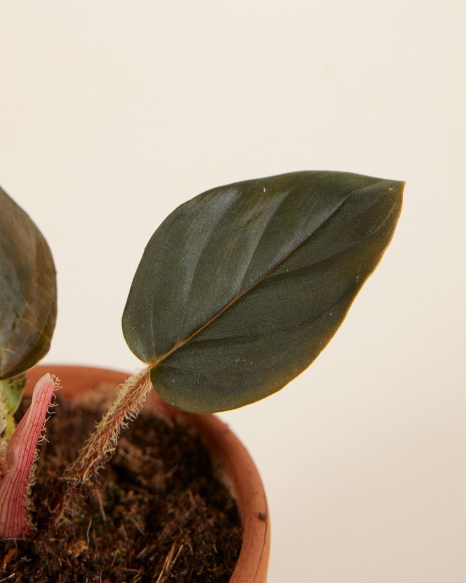 Baby Philodendron Squamicaule Red