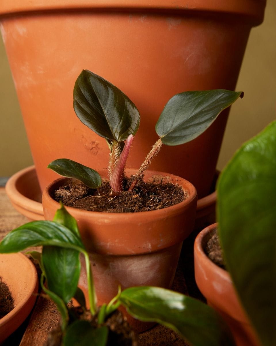 Baby Philodendron Squamicaule Red