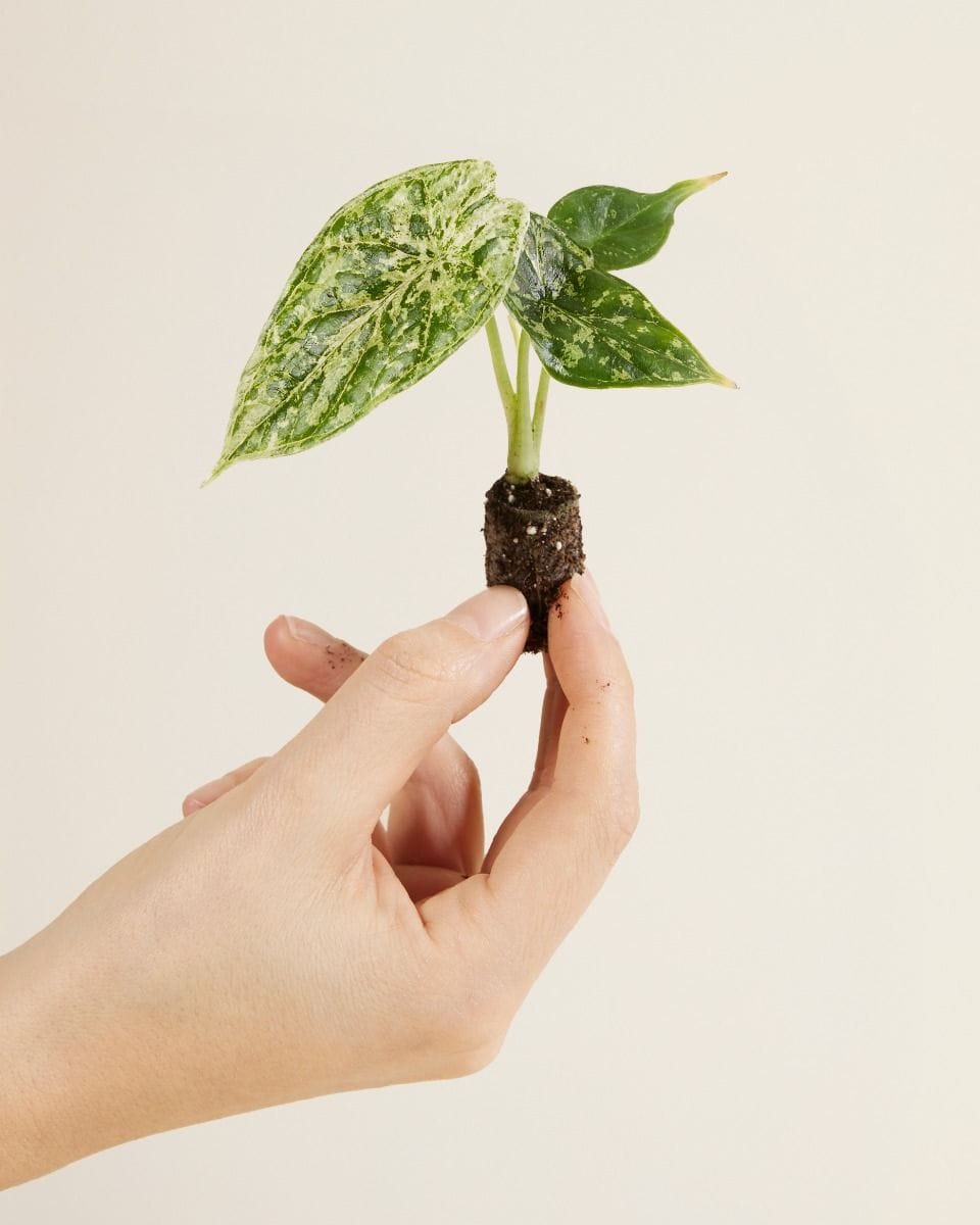 Baby Alocasia Dragon Scale Mint Variegated