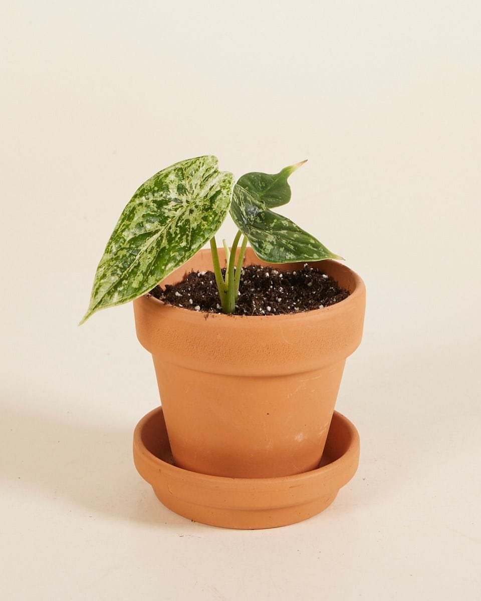 Baby Alocasia Dragon Scale Mint Variegated