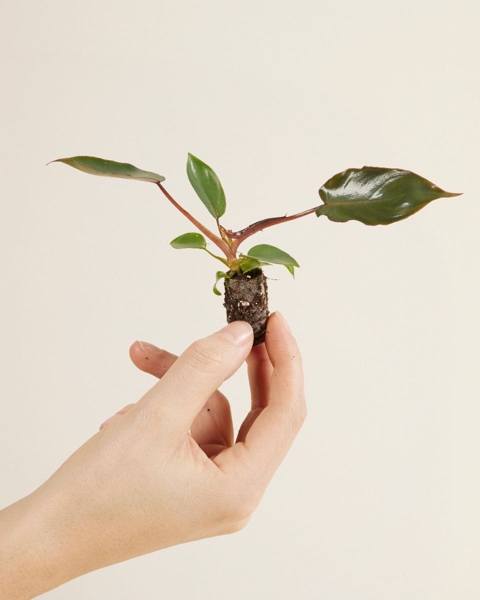 Baby Philodendron Billietiae x Atabapoense