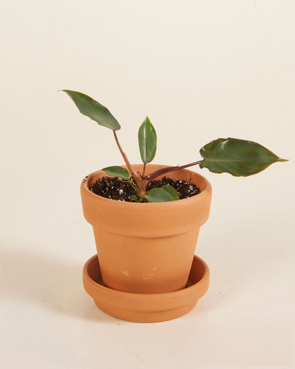 Baby Philodendron Billietiae x Atabapoense