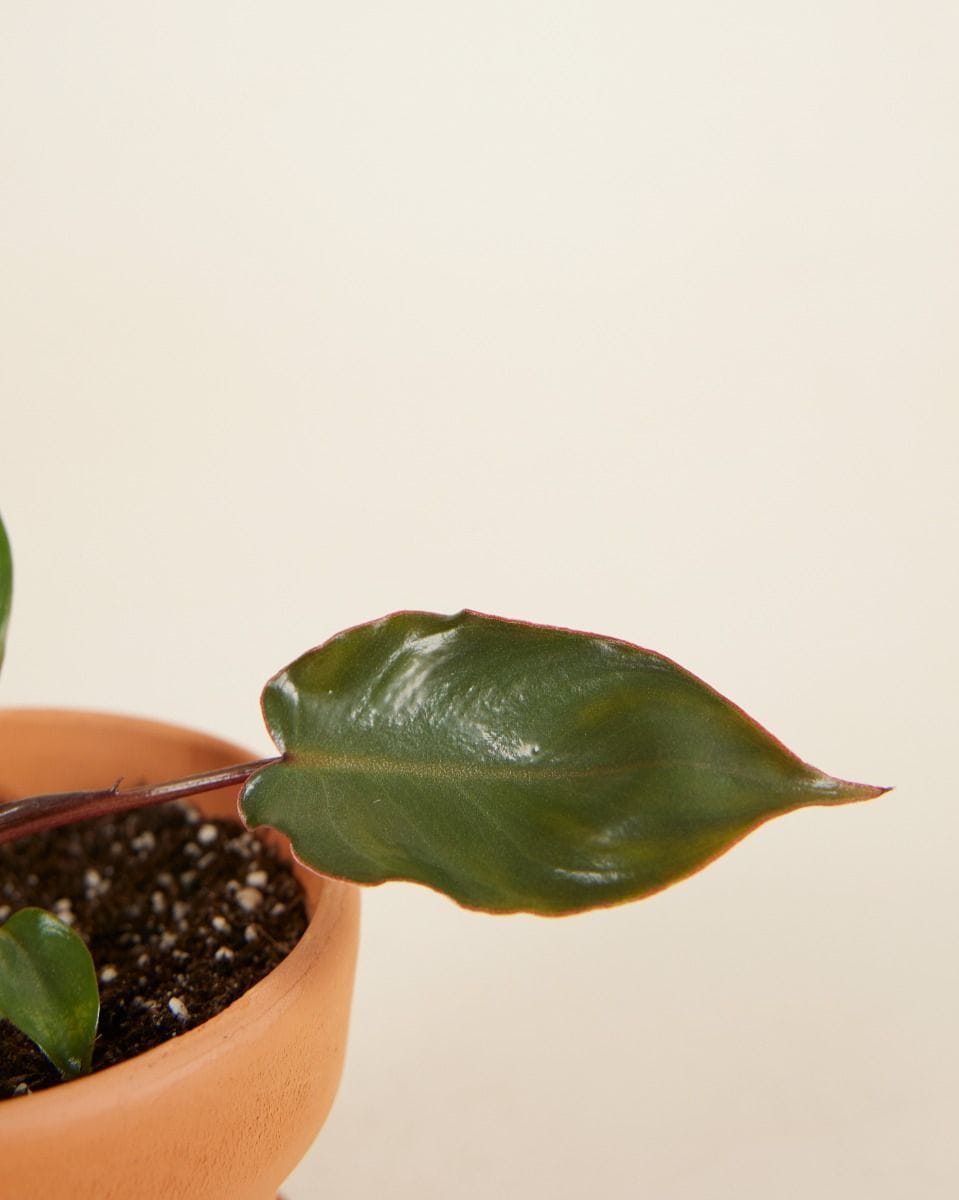 Baby Philodendron Billietiae x Atabapoense