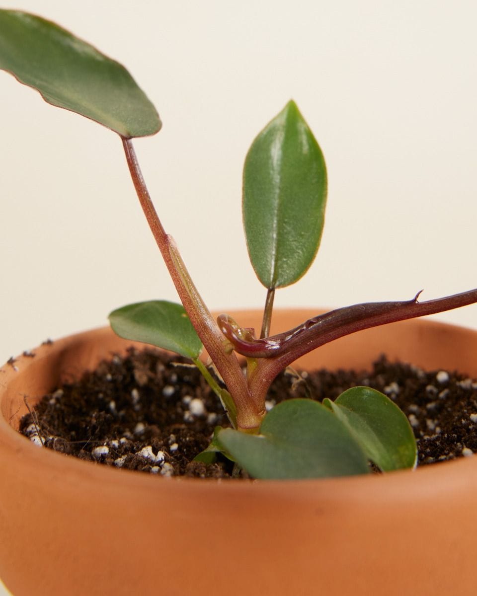 Baby Philodendron Billietiae x Atabapoense