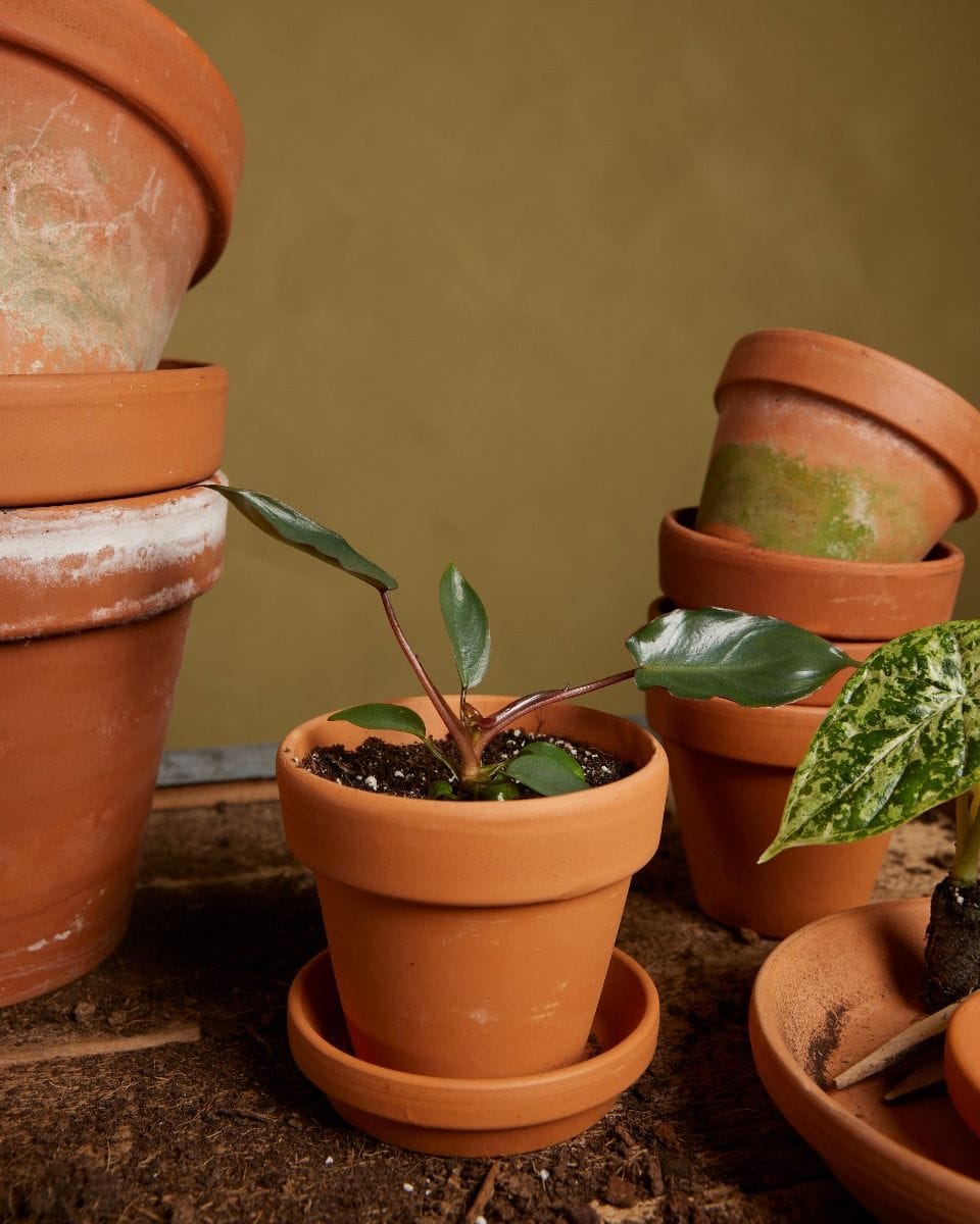Baby Philodendron Billietiae x Atabapoense