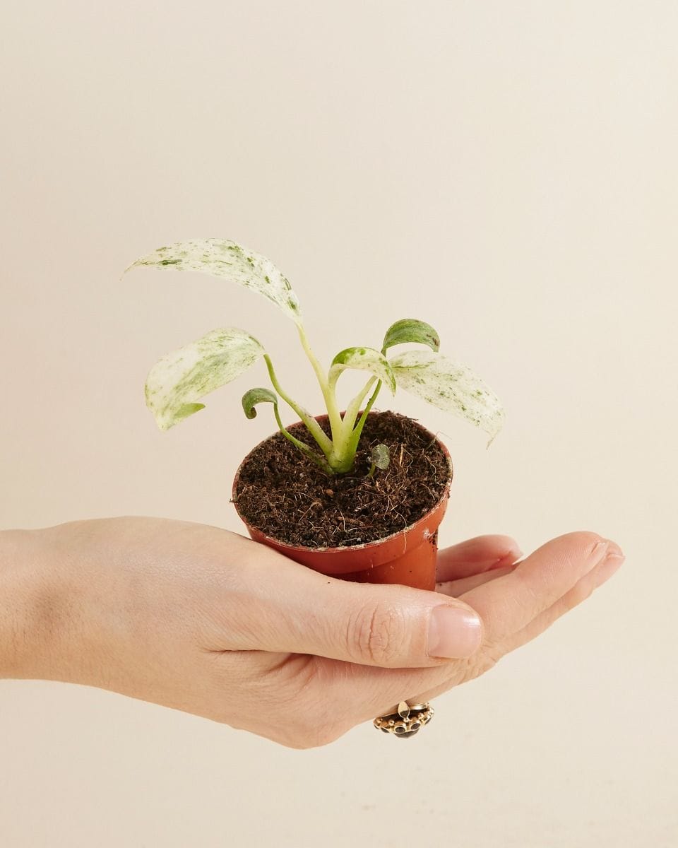 Bebé Rhaphidophora Puberula Variegata