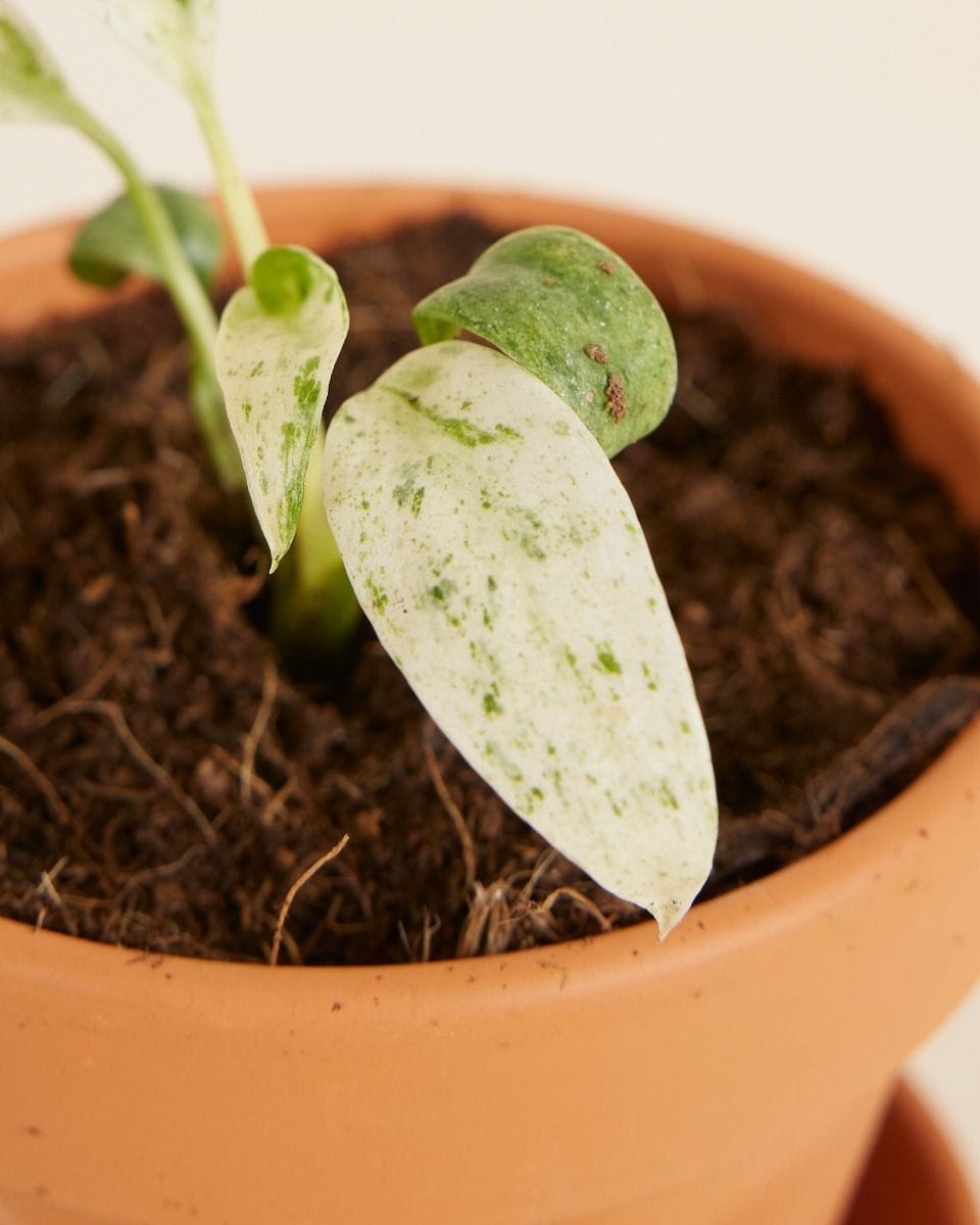Bebé Rhaphidophora Puberula Variegata