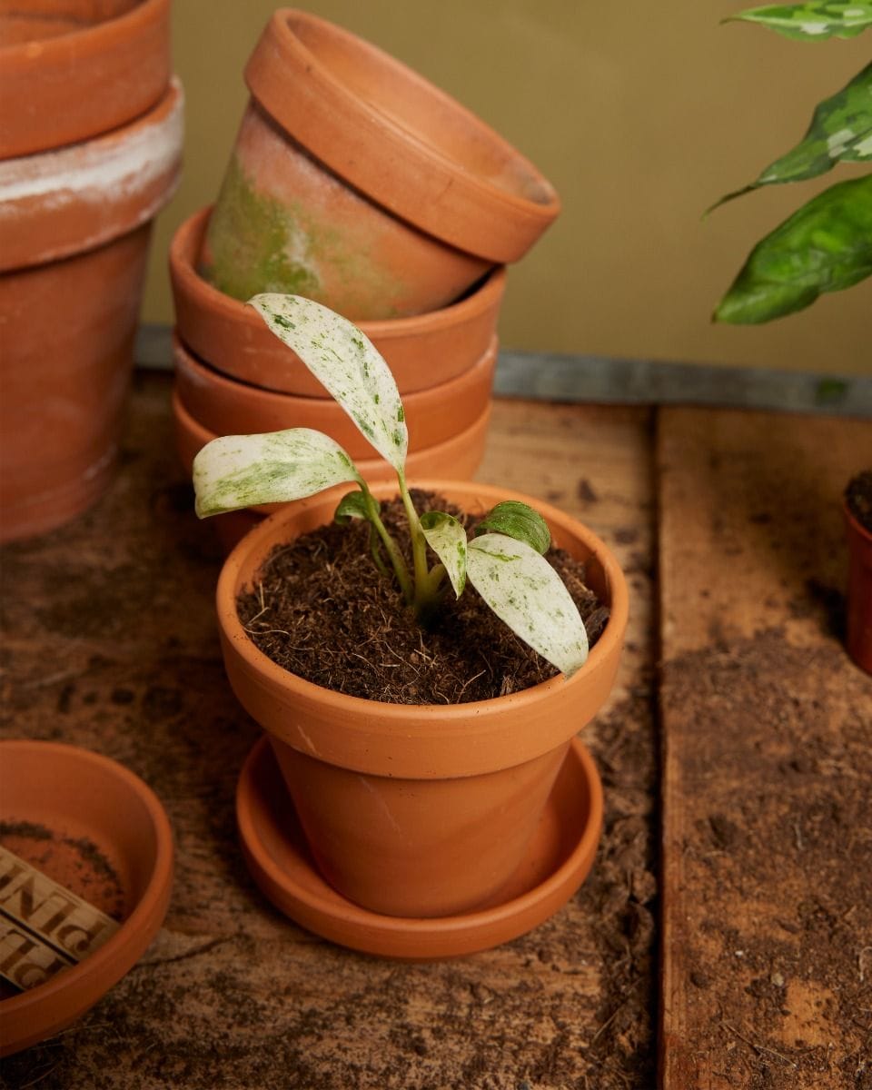 Bebé Rhaphidophora Puberula Variegata