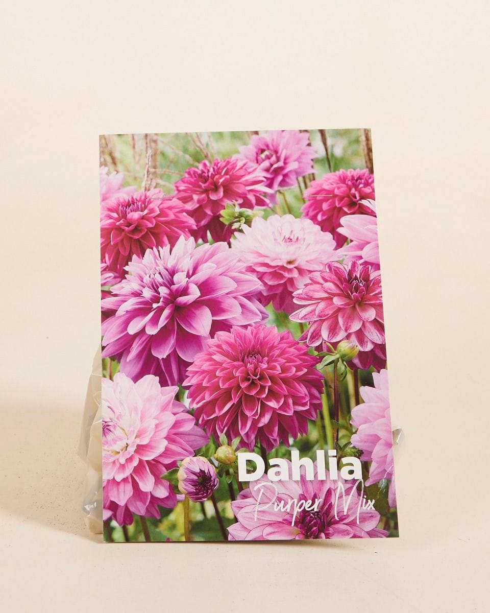 Baby Bloembollen Bloembollen - Dahlia Purper Mix
