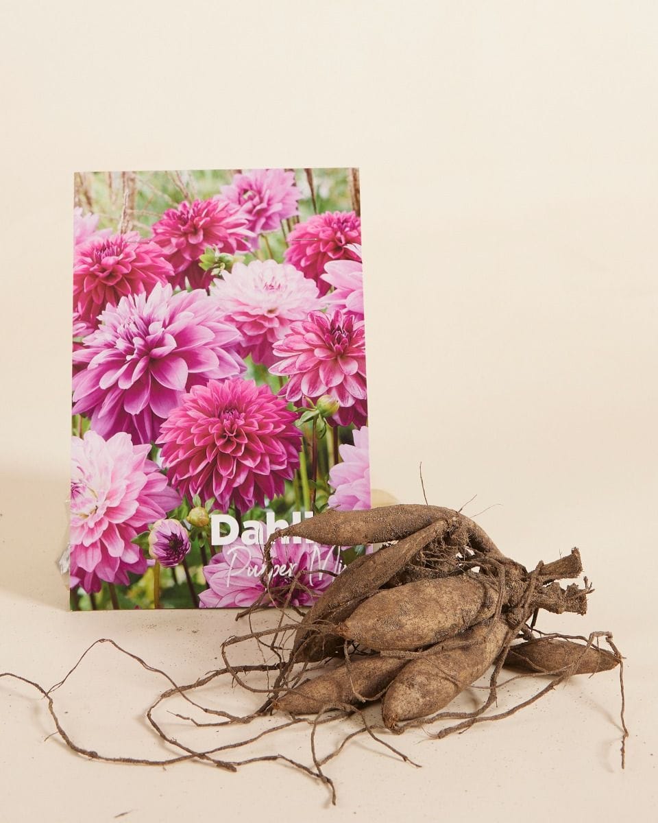 Baby Bloembollen Bloembollen - Dahlia Purper Mix