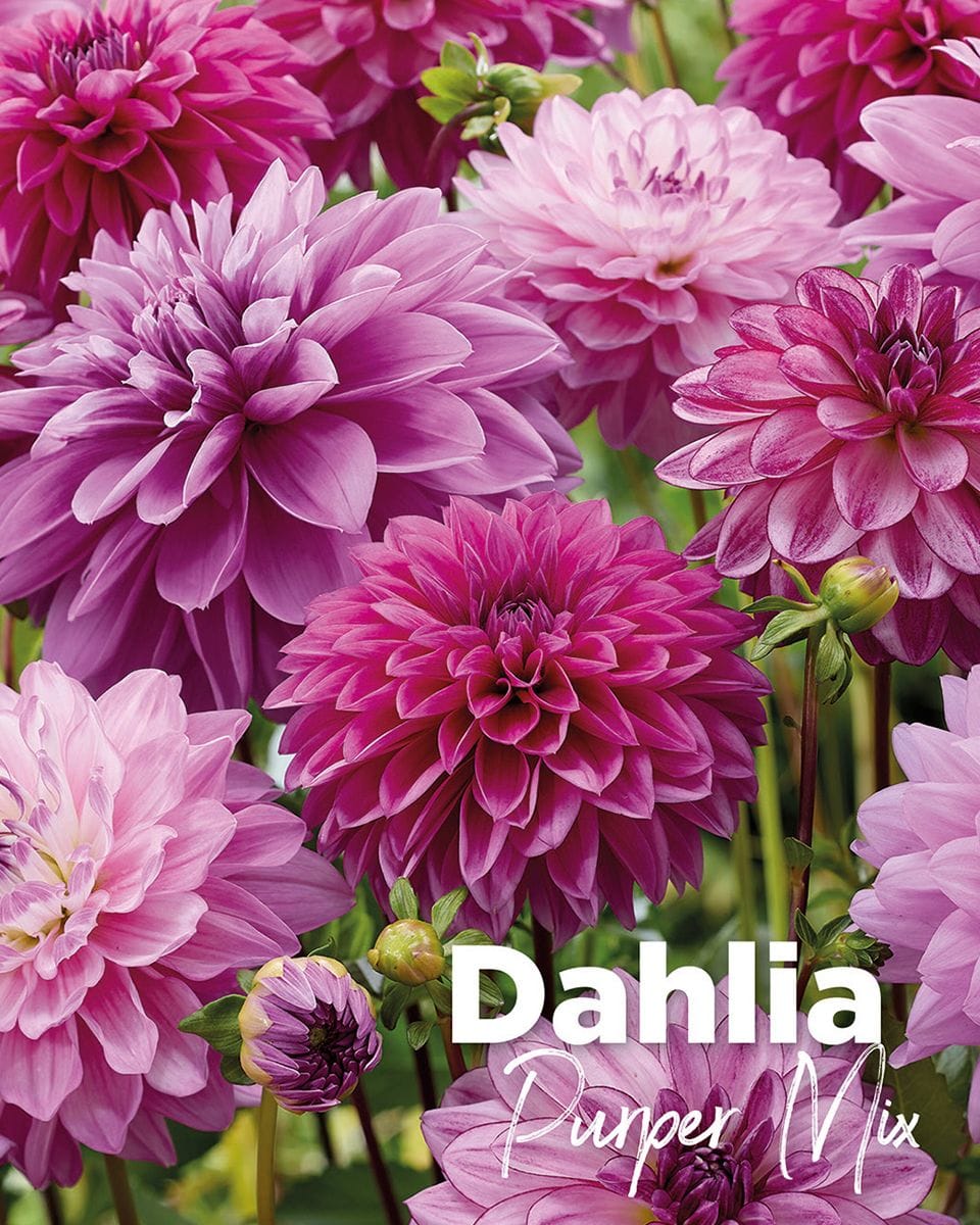 Baby Bloembollen Bloembollen - Dahlia Purper Mix