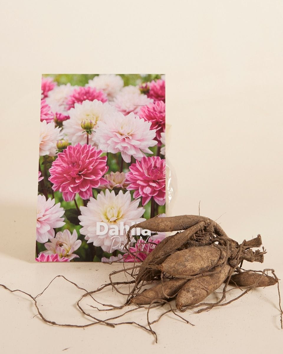 Baby Blumenzwiebeln Blumenzwiebeln - Dahlia Pink Mix