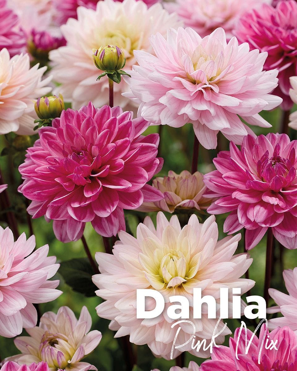 Baby Blumenzwiebeln Blumenzwiebeln - Dahlia Pink Mix