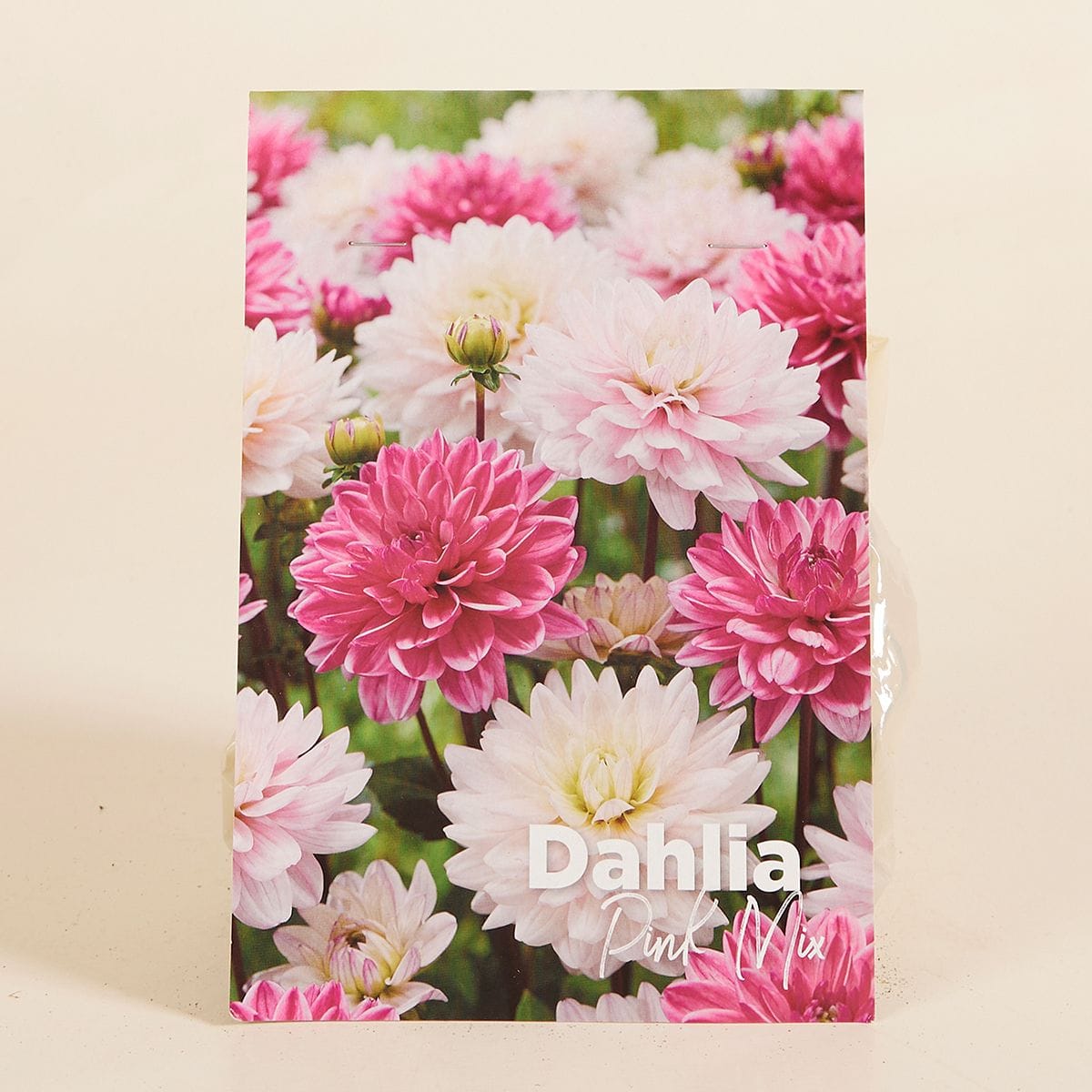 Baby Blumenzwiebeln Blumenzwiebeln - Dahlia Pink Mix
