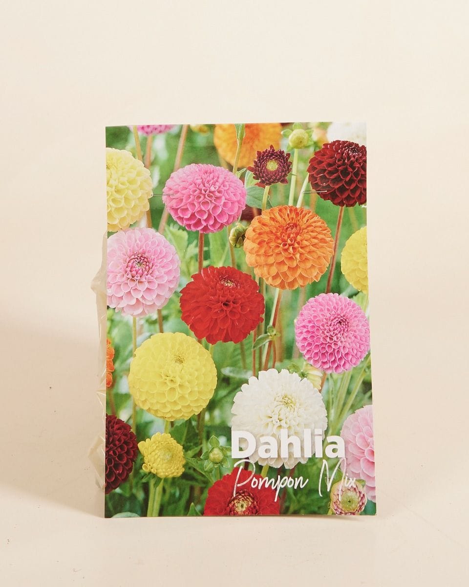 Dziecko Flower bulbs Flower bulbs - Dahlia Pompon Mix