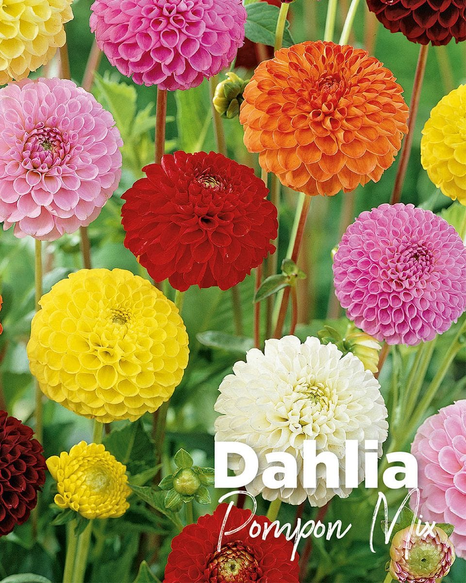 Dziecko Flower bulbs Flower bulbs - Dahlia Pompon Mix