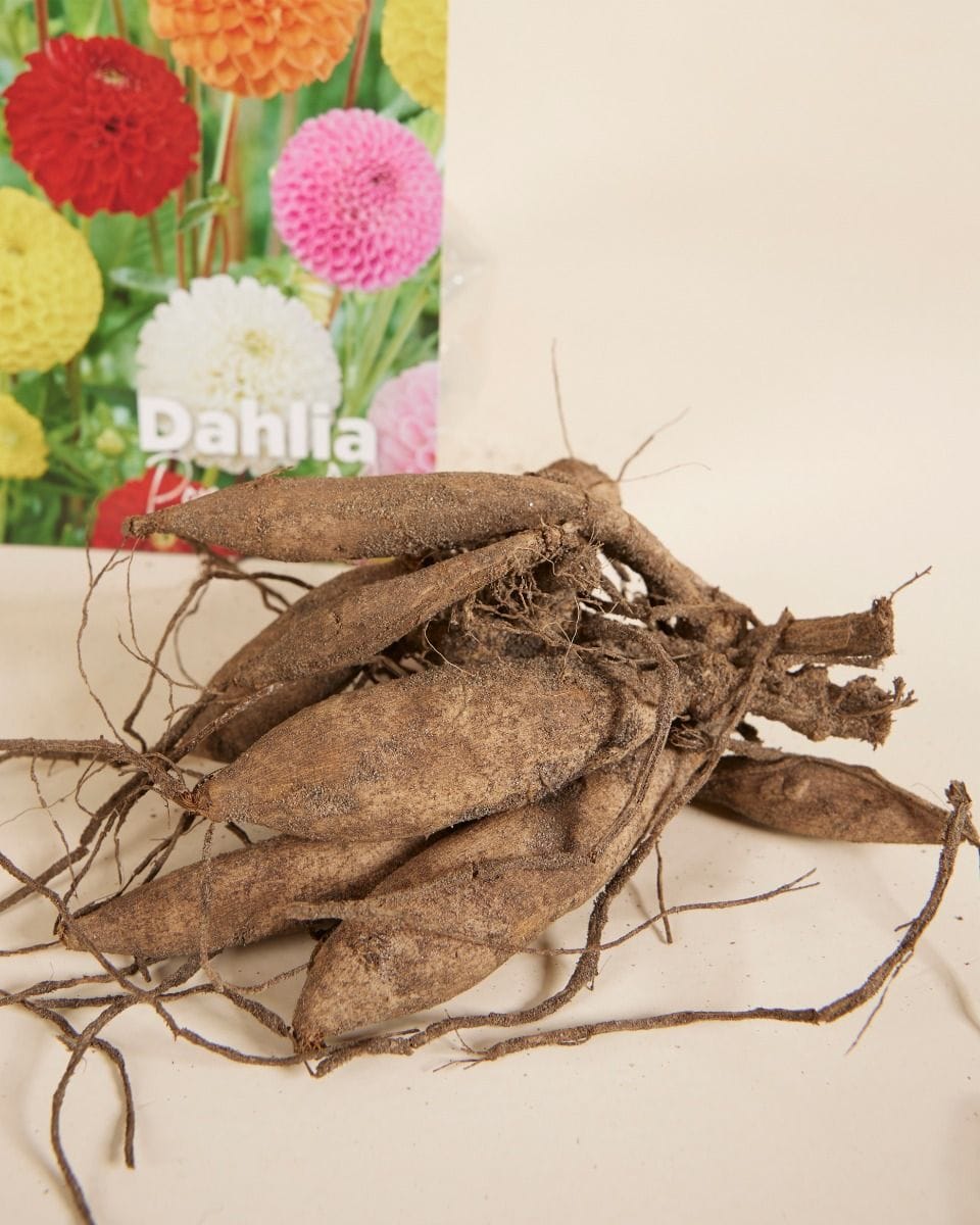 Dziecko Flower bulbs Flower bulbs - Dahlia Pompon Mix