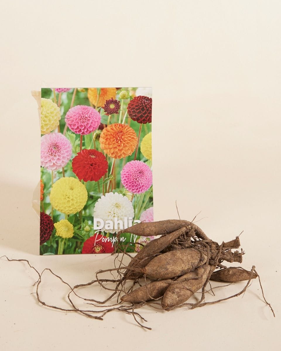 Dziecko Flower bulbs Flower bulbs - Dahlia Pompon Mix