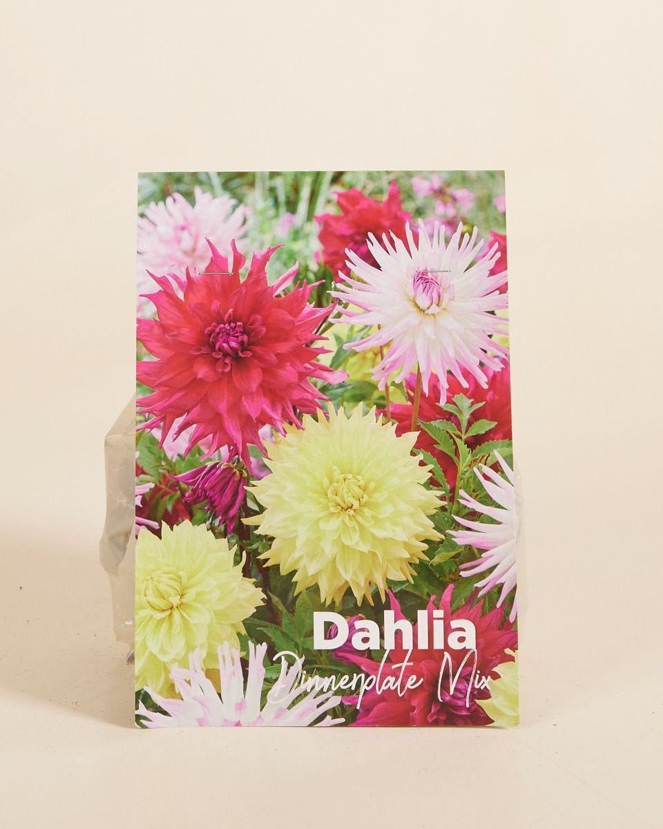Baby Flower bulbs Flower bulbs - Dahlia Dinnerplate Mix