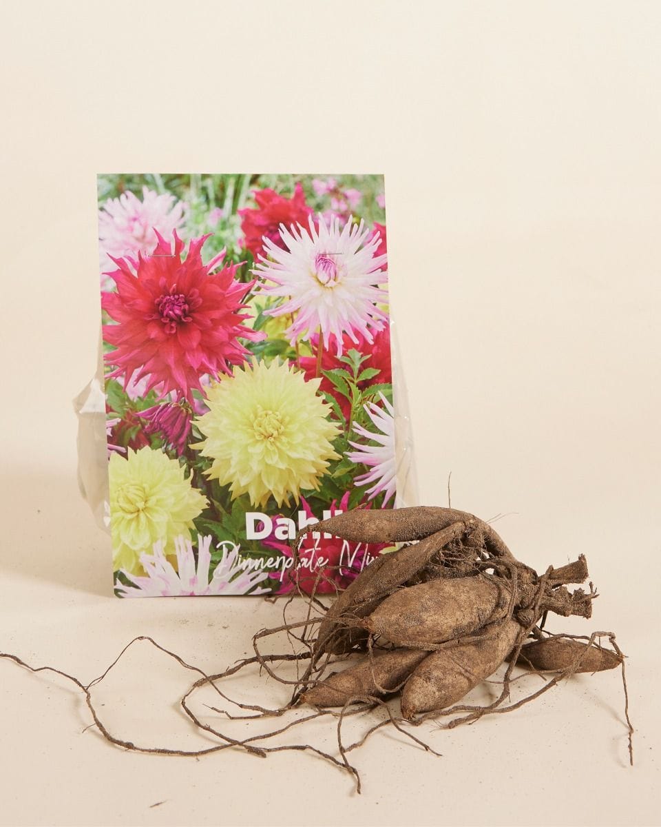 Baby Flower bulbs Flower bulbs - Dahlia Dinnerplate Mix