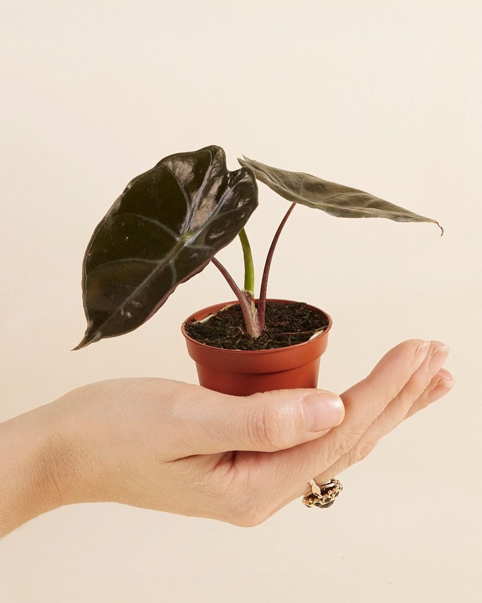 Bebé Alocasia Elephant Ears Suhirmaniana Red Petiole