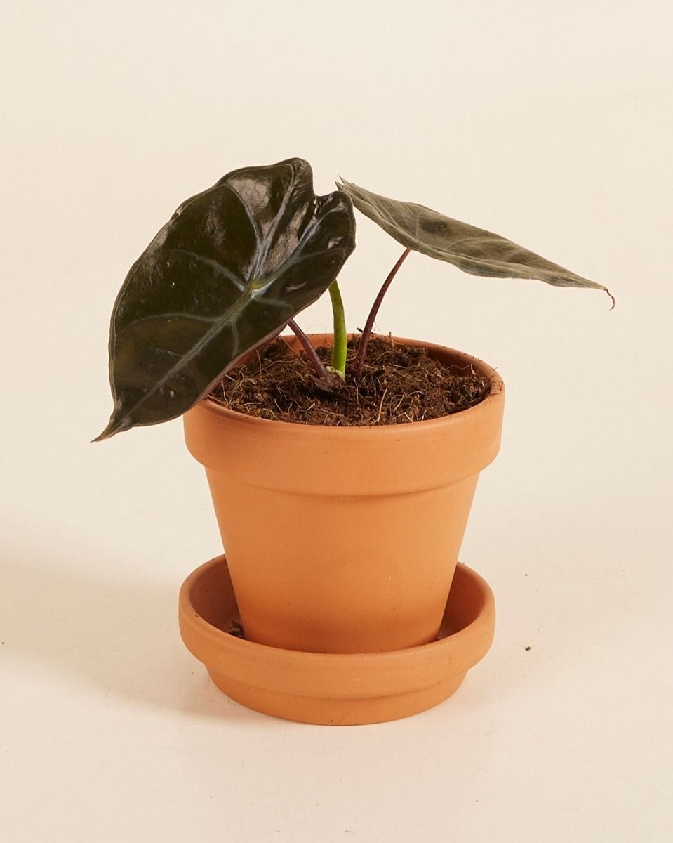 Bebé Alocasia Elephant Ears Suhirmaniana Red Petiole