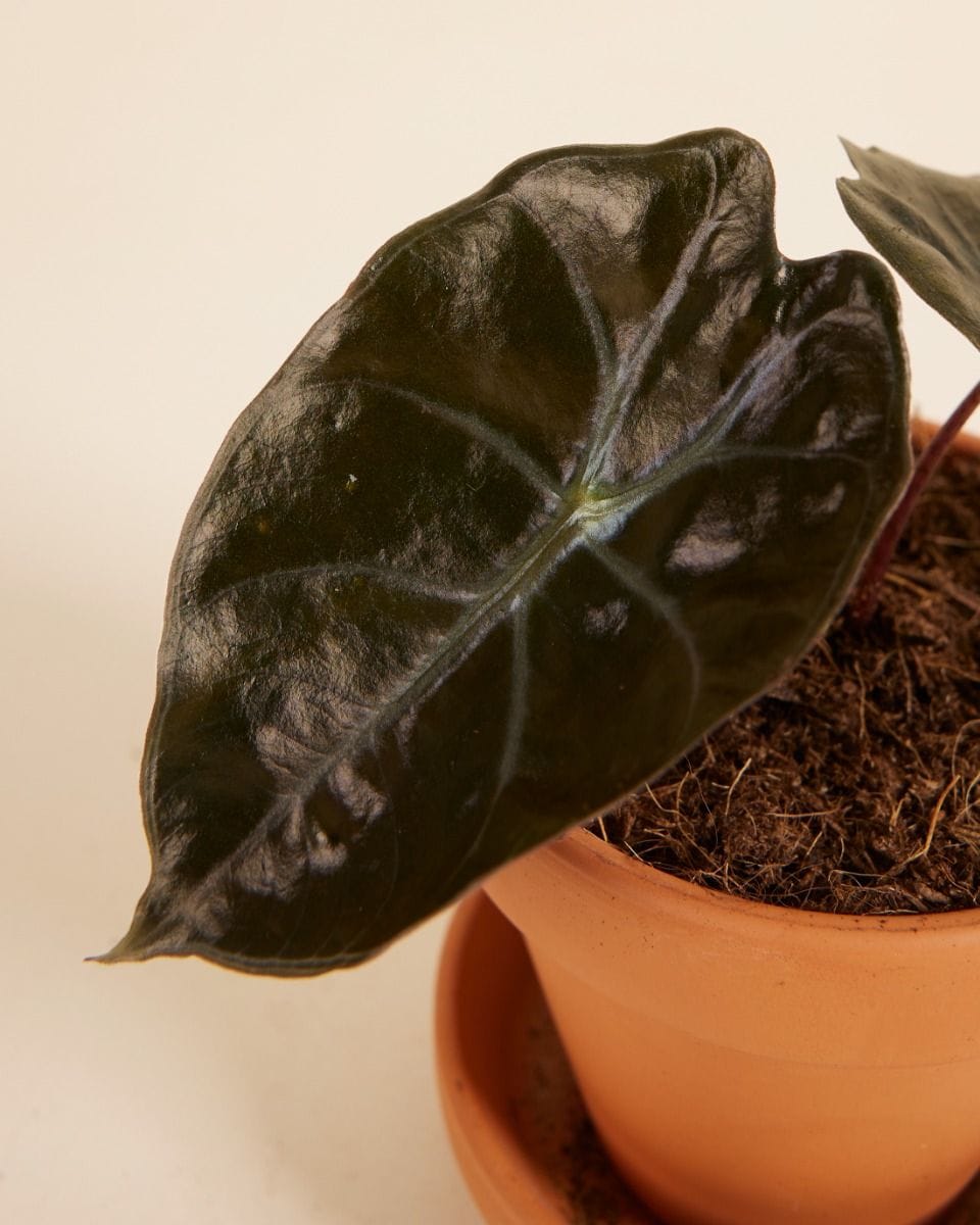 Bebé Alocasia Elephant Ears Suhirmaniana Red Petiole