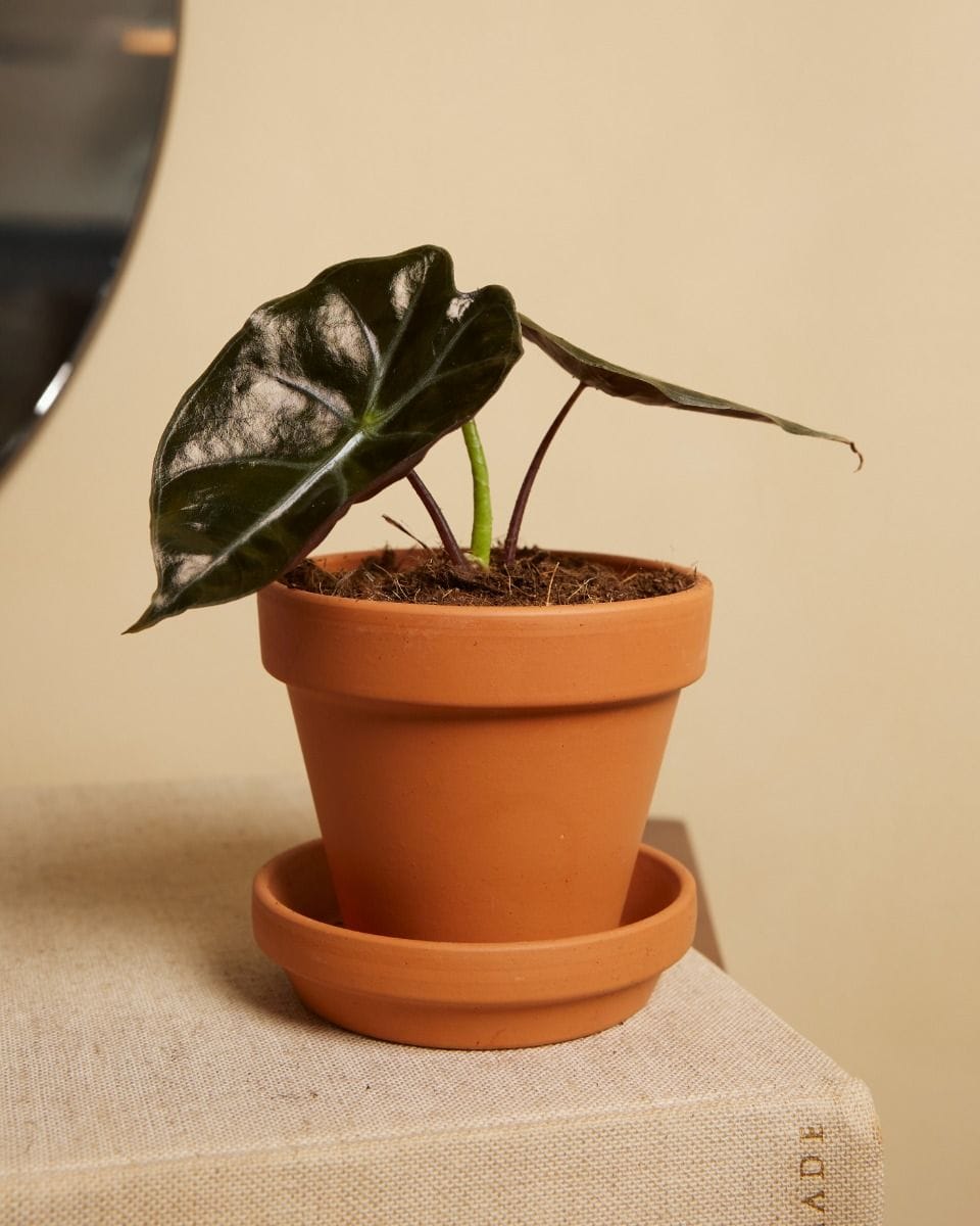 Bebé Alocasia Elephant Ears Suhirmaniana Red Petiole