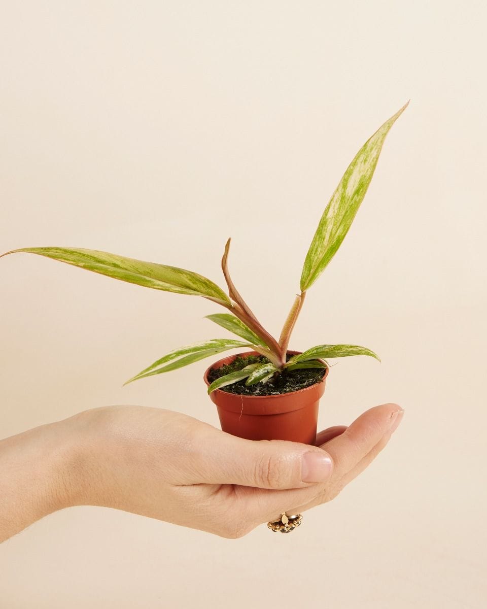 Bebé Philodendron Caramel Marble