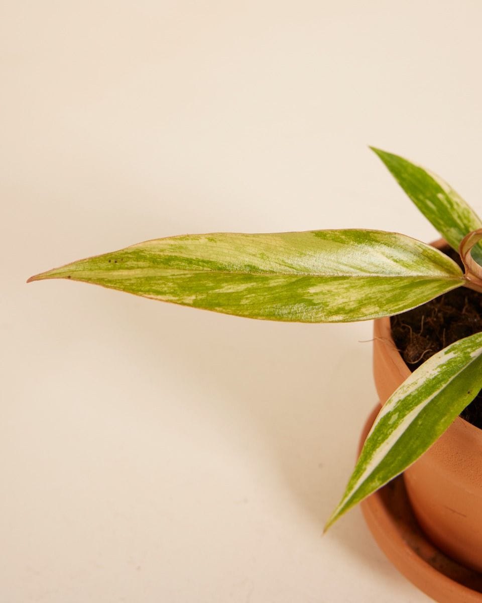 Bebé Philodendron Caramel Marble