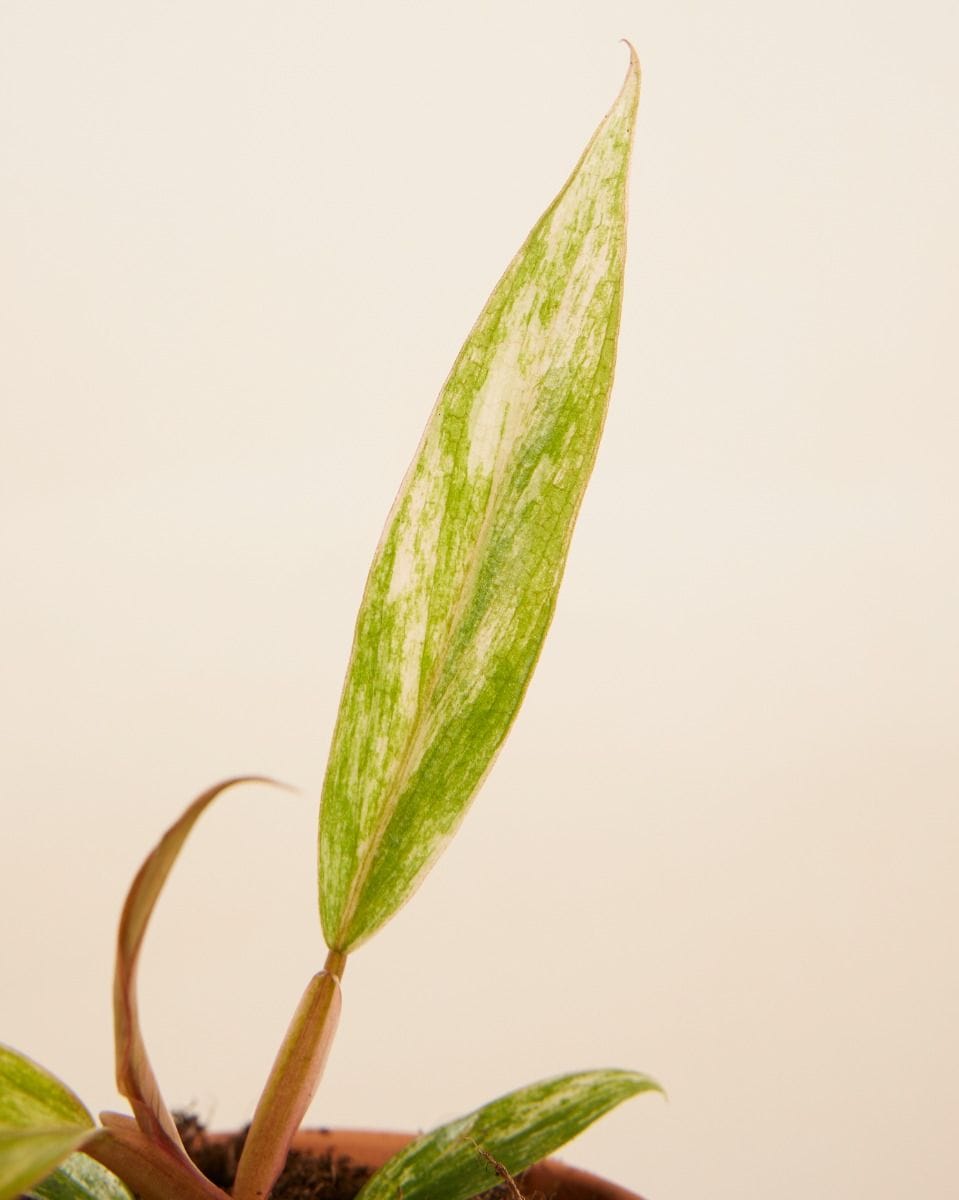 Bebé Philodendron Caramel Marble