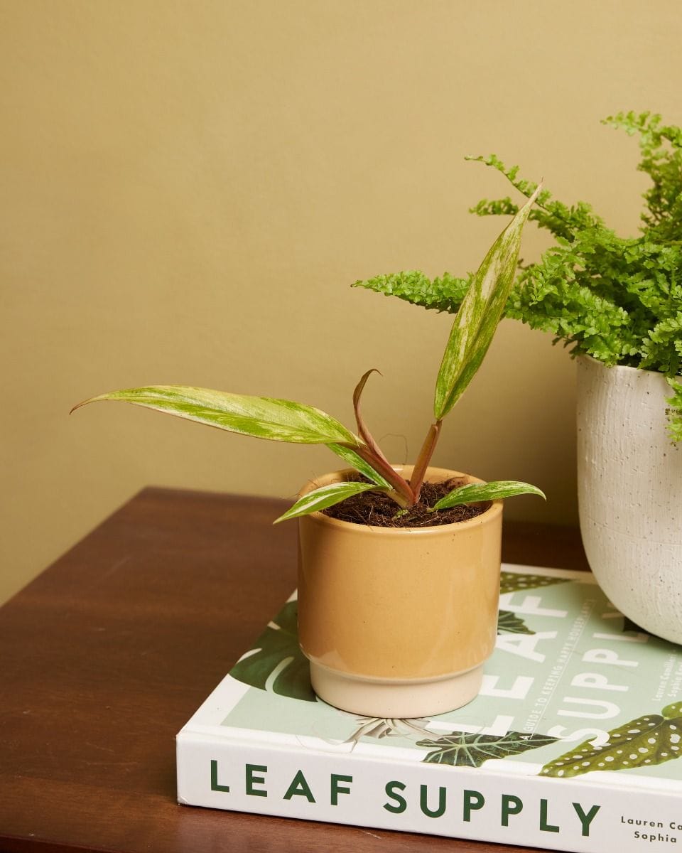 Bebé Philodendron Caramel Marble