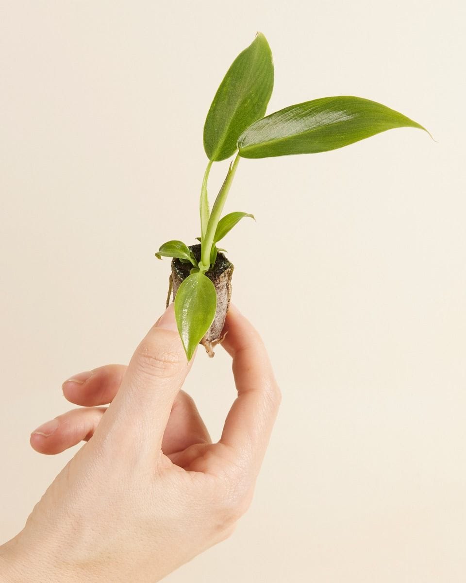 Bébé Philodendron Spiritus Sancti