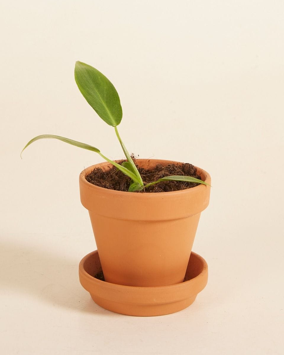 Bébé Philodendron Spiritus Sancti