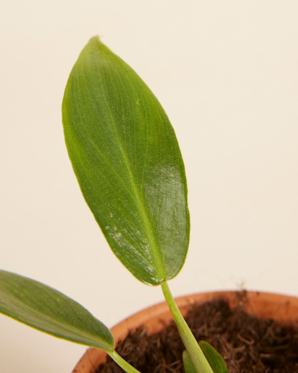 Bébé Philodendron Spiritus Sancti